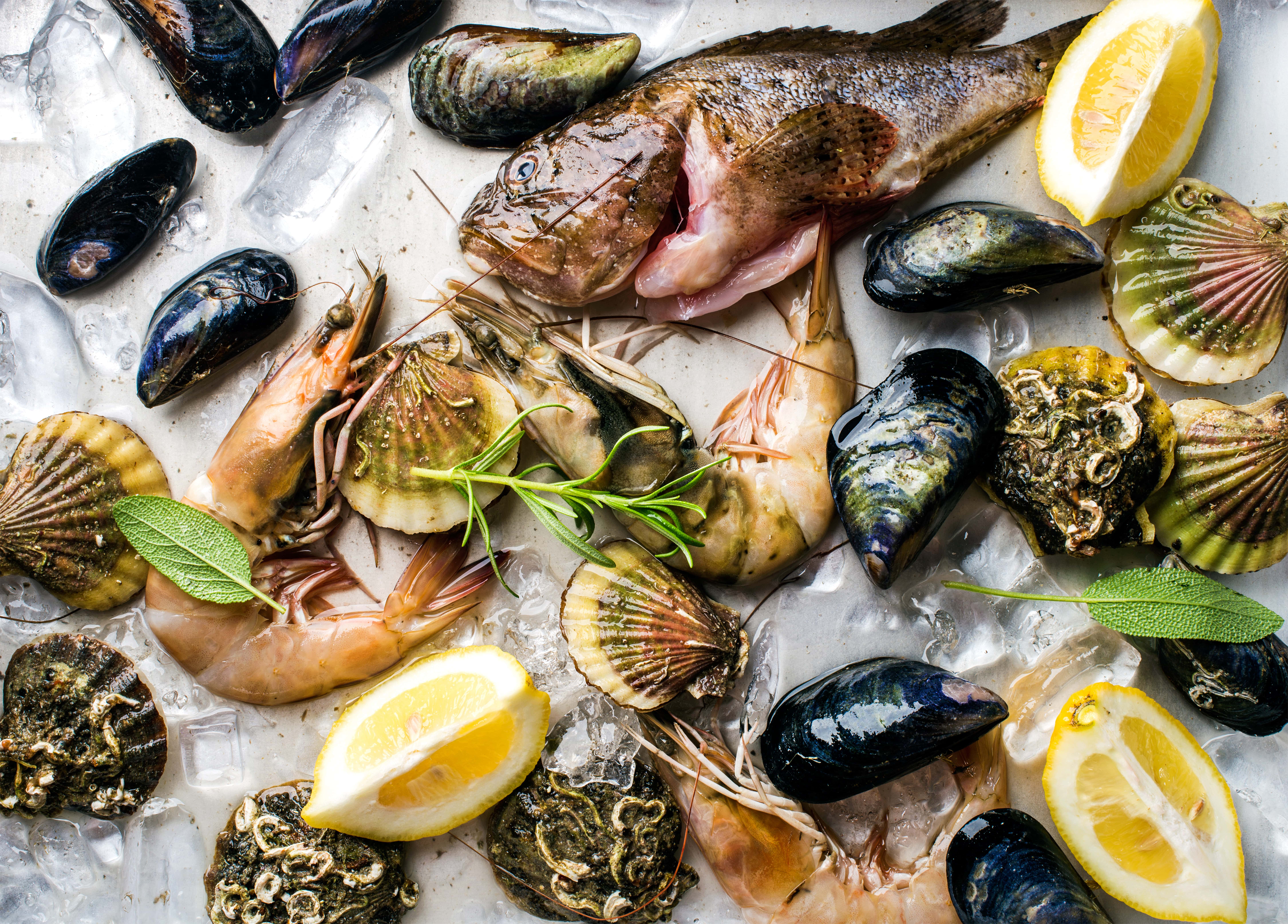 Fisch & Meeresfrüchte